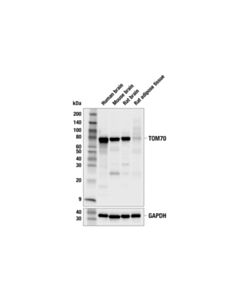 Cell Signaling TOM70 (F4B1Y) Mouse mAb 20 uL