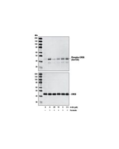 Cell Signaling H-89, Dihydrochloride