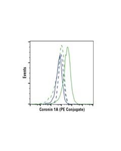 Cell Signaling Coronin 1a (D6k5b) Xp Rabbit mAb (PE Conjugate)