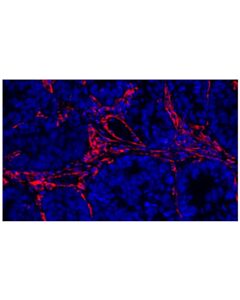 Cell Signaling Vimentin (D21H3) Rabbit Monoclonal Antibody (Alexa Fluor ® 647 Conjugate)