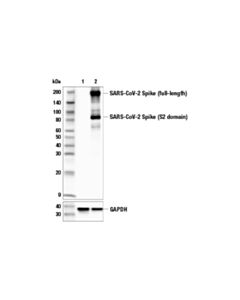 Cell Signaling SARS-CoV-2 Spike Protein (S2) (E7L4B) Mouse mAb 20 uL