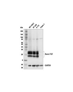 Cell Signaling Basic FGF (E9S5A) Rabbit mAb 20 uL
