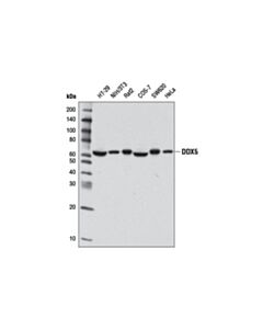 Cell Signaling Ddx5 (D15e10) Xp Rabbit mAb