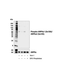 Cell Signaling Phospho-Ampkalpha1 (Ser356)/Ampkalpha2 (Ser345) Antibody