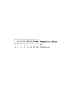 Cell Signaling Pd98059