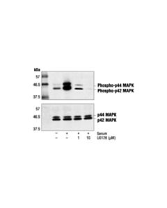 Cell Signaling U0126