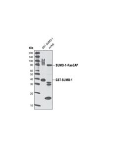 Cell Signaling SUMO-1 (C9H1) Rabbit mAb (BSA and Azide Free)