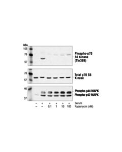 Cell Signaling Rapamycin