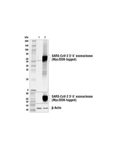 Cell Signaling Sars-Cov-2 3’-5’ Exonuclease Antibody