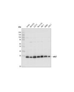 Cell Signaling cdc2 (E1Z6R) Rabbit mAb (BSA and Azide Free)
