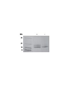 Cell Signaling Mouse Il-33 Recombinant Protein