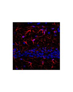 Cell Signaling Goat Anti-Feline IgG, Fc Fragment Antibody (Texas Red Conjugate); 2 mg
