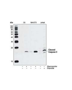 Cell Signaling Cleaved Caspase Antibody Sampler Kit