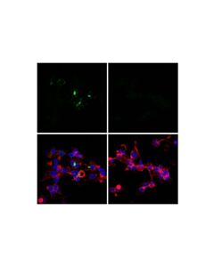 Cell Signaling Phospho-Sting (Ser366) (D8k6h) Rabbit mAb (BSA And Azide Free)
