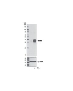 Cell Signaling FRA1 (D80B4) Rabbit Monoclonal Antibody (BSA and Azide Free)