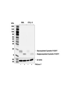 Cell Signaling Cystatin F/CST7 (F9R1W) Rabbit mAb; 20 µl