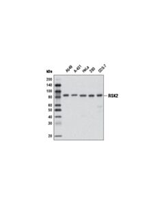 Cell Signaling RSK2 (D21B2) XP Rabbit mAb (BSA and Azide Free) 100 ug