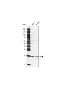 Cell Signaling Pro-Apoptosis Bcl-2 Family Antibody Sampler Kit