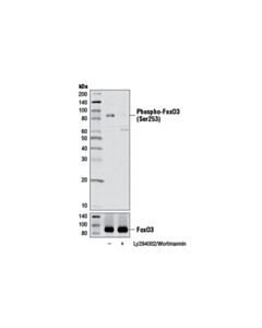 Cell Signaling Forkhead Signaling Antibody Sampler Kit