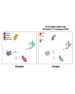 Cell Signaling Ki-67 (D3B5) Rabbit mAb (InTraSeq ™ 3 Conjugate 3076)