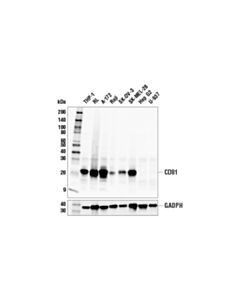 Cell Signaling Cd81 (E2k9v) Rabbit mAb (BSA And Azide Free)