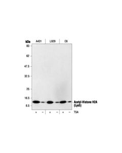 Cell Signaling Trichostatin A (Tsa)