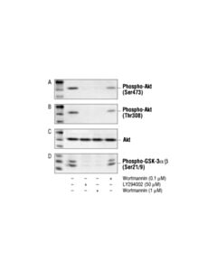 Cell Signaling Wortmannin
