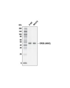 Cell Signaling Creb (48h2) Rabbit mAb (Hrp Conjugate)