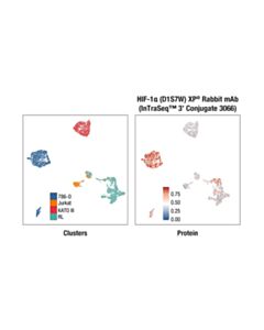 Cell Signaling HIF-1alpha (D1S7W) XP ® Rabbit mAb (InTraSeq ™ 3 Conjugate 3066)
