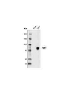 Cell Signaling Toll-Like Receptor Antibody Sampler Kit