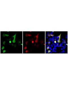 Cell Signaling mCherry (E5D8F) Mouse Chimeric mAb; 20 µl