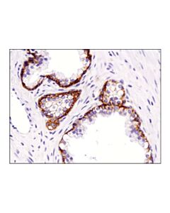 Cell Signaling Na,K-Atpase Alpha1 (D4y7e) Rabbit mAb (BSA And Azide Free)