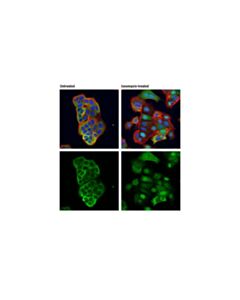 Cell Signaling Ionomycin, Calcium Salt