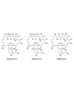 Cell Signaling Oligomycin