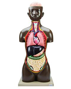 Eisco Labs Human Torso Model, 8 Parts - Life Size - Sexless
