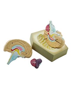 Eisco Labs Human Brain Model, 4 Parts
