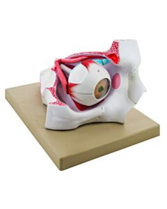 Eisco Labs Enlarged Human Eye In Bony Orbit Model - 9 Parts