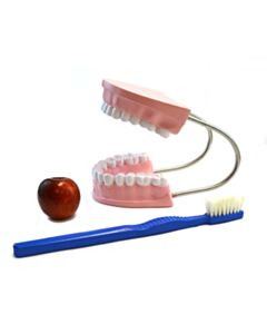 Eisco Labs Oversized Dental Care Model With 14.5" Tooth Brush