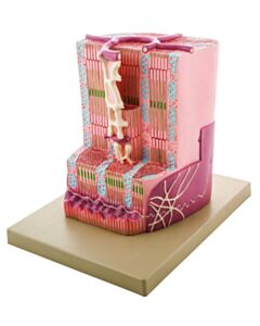 Eisco Labs Premium Human Cardiac (Heart) Muscle Model With Ultra Detailed Structures, Greatly