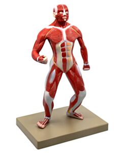 Eisco Labs Human Muscular Body Anatomical Model, 1/4 Life-Size