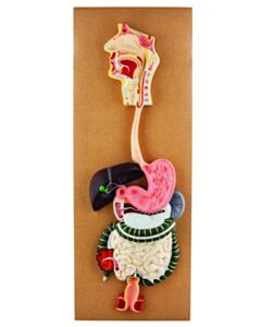 Eisco Labs Human Digestive System Model - Life Size - 2 Parts