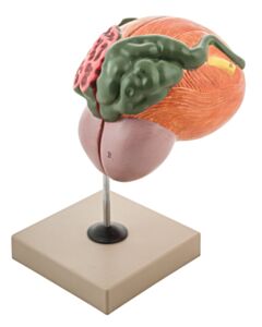 Eisco Labs Human Urinary Bladder With Prostate Anatomical Model, 2 Parts, 3 Times Life Size
