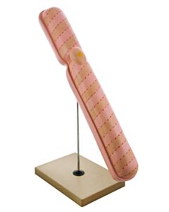 Eisco Labs 22" Model Chromosome Mounted On Base - Extra Large