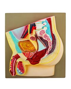 Eisco Labs Human Male Pelvis Model
