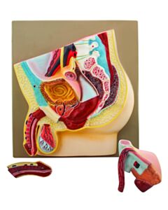 Eisco Labs Male Pelvis Section Model - Life Size, 3 Parts