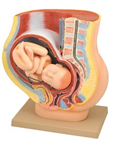 Eisco Labs Human Female Pelvis With Full Term Removable Fetus