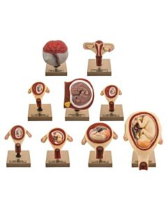 Eisco Labs Pregnancy Series - Embryonic And Fetal Development, Set Of 9 Models