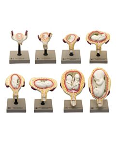 Eisco Labs Human Embryo/Fetus Development In Utero Model Set