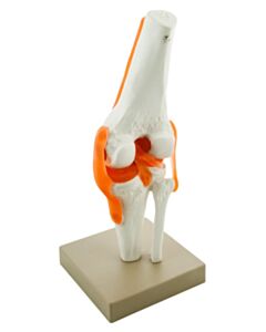 Eisco Labs Model, Human, Knee, Functional