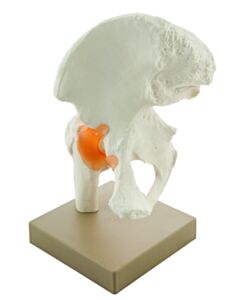 Eisco Labs Model Human Hip Joint